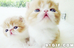 两只非常可爱呆萌小猫猫图片:猫猫,可爱
