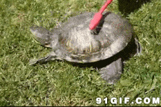 扭屁股的小乌龟搞笑图片