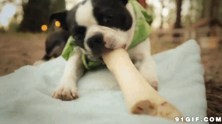 宠物狗咬骨头视频图片:狗狗,骨头