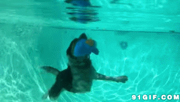 狗狗下水捡玩具视频图片