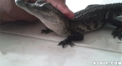 抚摸可爱的小鳄鱼图片:鳄鱼