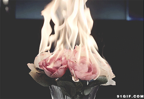 燃烧的粉色玫瑰图片