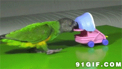小鹦鹉推玩具车搞笑图片:鹦鹉,推车