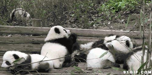 小熊猫玩耍视频图片