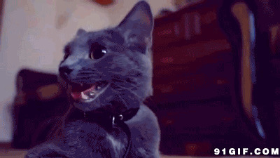 可爱小黑猫吐舌头图片:猫猫,黑猫