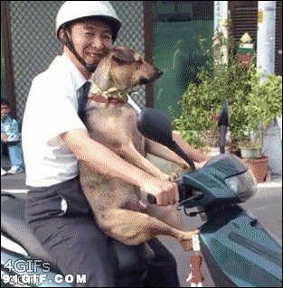 狗狗坐电车搞笑图片:狗狗