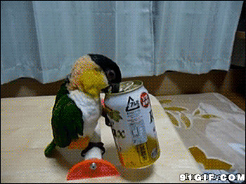 鹦鹉喝饮料视频图片:鹦鹉,