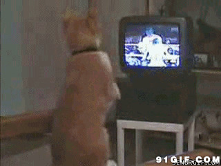 狗狗看拳击比赛手舞足蹈搞笑图片:狗狗,搞笑