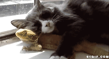 猫猫枕着小蜥蜴睡觉图片:猫猫