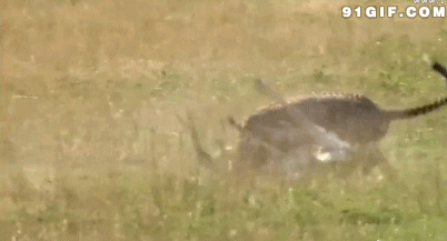 凶狠豹子捕食野鹿图片:豹子,捕食