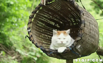 竹篮里的猫猫图片