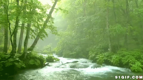 绿色森林清澈的河水素材图片