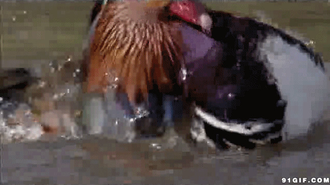 水鸭子洗澡视频图片:水鸭