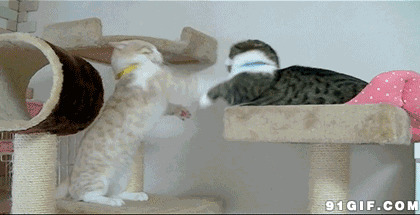 宠物猫斗架视频图片