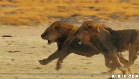 两只狮子奔跑动态图片