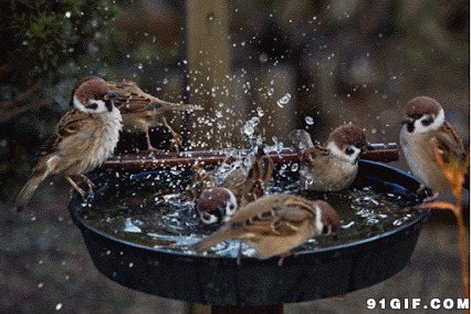小鸟喝水洗澡视频图片