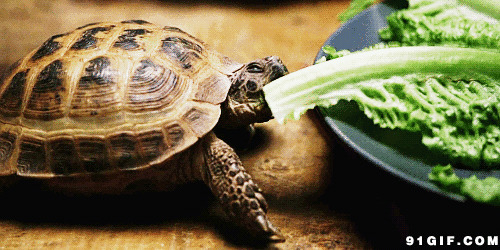 小乌龟吃青菜高清图片:乌龟