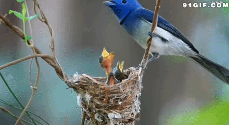 鸟妈妈喂食幼鸟动态图片