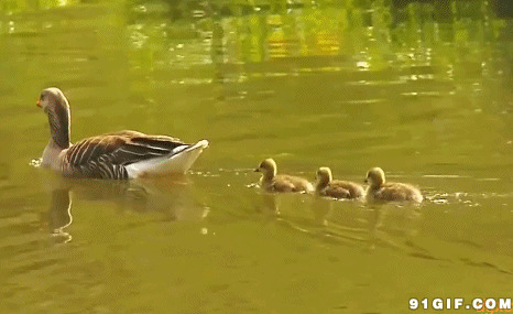 小鸭子河里游泳视频图片:鸭子,