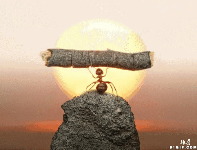 卡通蚂蚁举重动态图片:蚂蚁