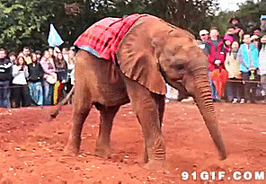 大象甩鼻子表演图片
