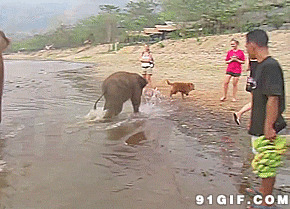 小象追狗狗视频图片:小象