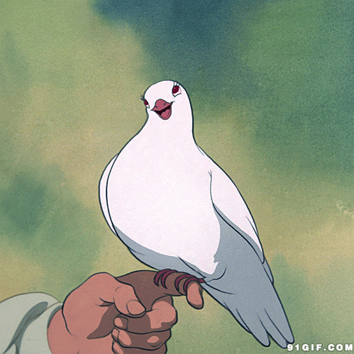 卡通白鸽害羞图片:白鸽,鸽子