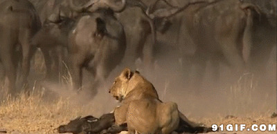 牛群战狮子视频图片