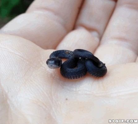 手心里的小黑蛇动态图片:小黑蛇,小蛇