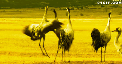 野外丹顶鹤生活动态图片