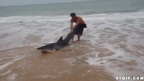 海滩落难的海豚图片:鲨鱼,海豚