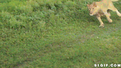 狮子追小鹿视频图片
