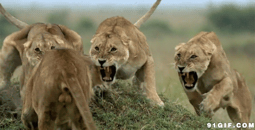 群狮咬架视频图片:狮子,对峙