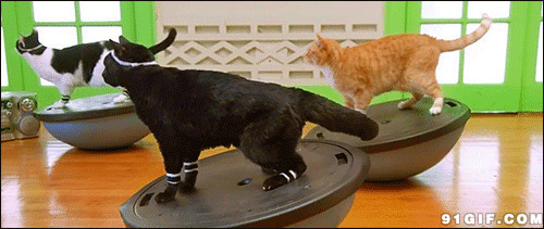 三只猫猫锻炼身体图片:猫猫
