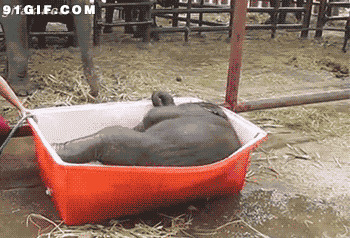 小象洗澡搞笑图片:小象,大象