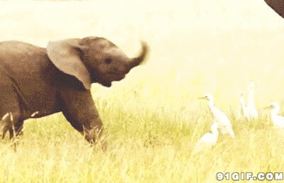 跳舞的小象视频图片:大象,