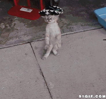 宠物猫猫配合跳舞表演图片