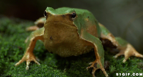 青蛙搞笑视频动态图片
