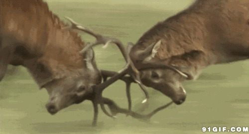 小鹿斗架视频图片