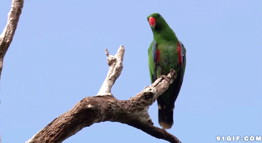 树枝上的鹦鹉视频图片
