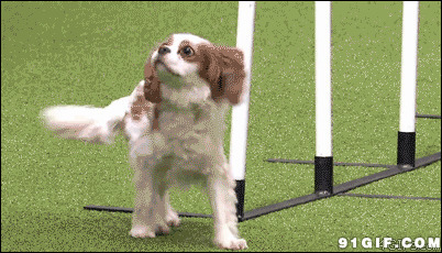 训练宠物狗狗搞笑视频图片