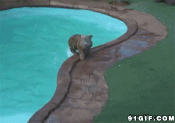 老虎跳游泳池吓人图片