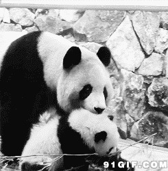 大熊猫母子图片:大熊猫