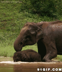 大象喝水动态图片:大象,喝水