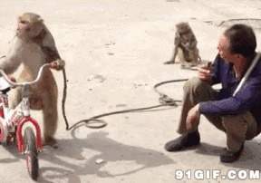猴子抢烟动态图片:猴子,打人