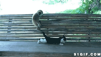 小猴子逗猫猫搞笑图片:猴子,猫猫