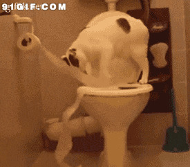 猫猫卫生间恶搞图片