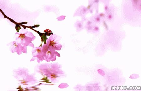 卡通粉红桃花图片:粉红,桃花,唯美