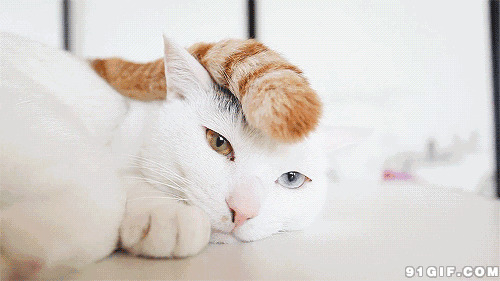 懒惰的小白猫图片:猫猫,尾巴