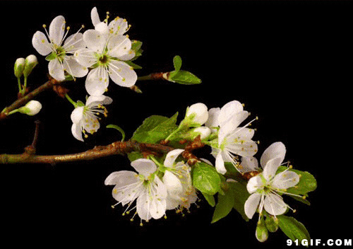 枝头白色小花盛开图片:花朵,清雅